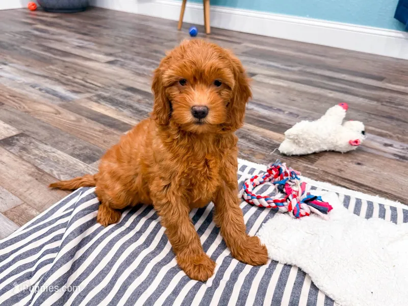 Flame  – Miniature Goldendoodle puppy for sale in Exeter, MO