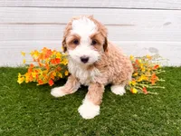 Mara Natha , a female Miniature Bernedoodle for sale in Exeter, MO – 2 of 3