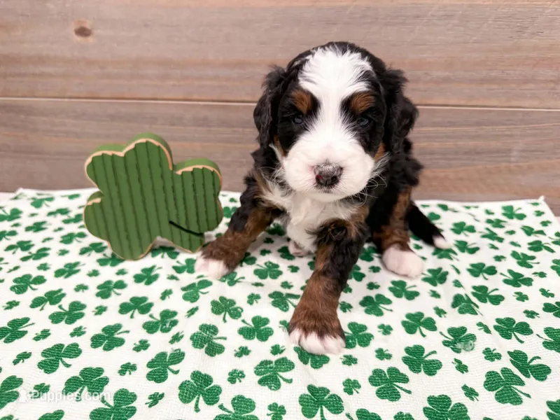 Hudson  – Miniature Bernedoodle puppy for sale in Exeter, MO