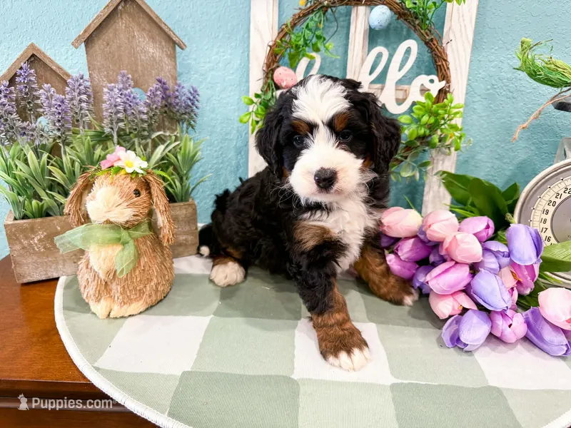 Hudson  – Miniature Bernedoodle puppy for sale in Exeter, MO