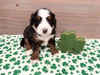 Hudson , a male Miniature Bernedoodle for sale in Exeter, MO – Photo 3 of 3