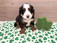 Hudson , a male Miniature Bernedoodle for sale in Exeter, MO – Photo 2 of 3