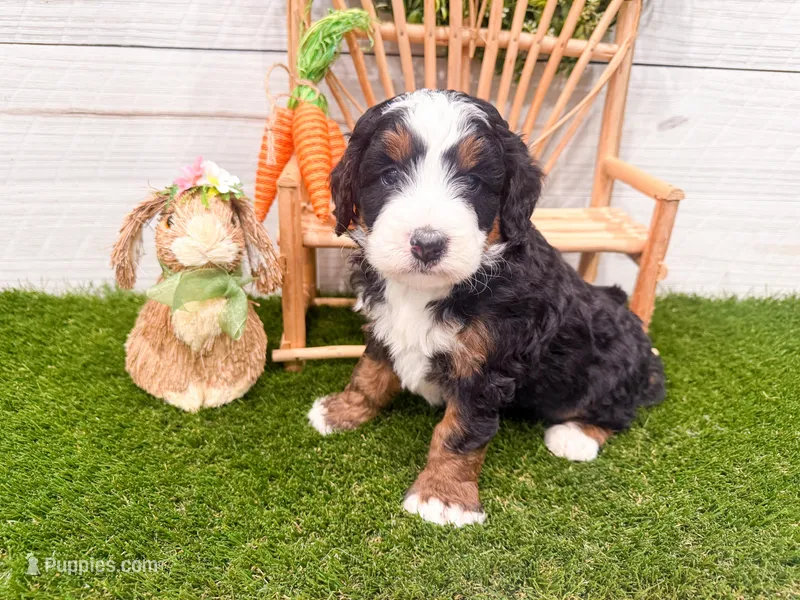 Hudson  – Miniature Bernedoodle puppy for sale in Exeter, MO
