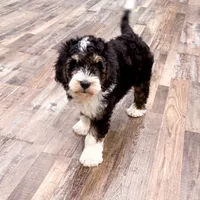 Rocky, a male Golden Mountain Doodle for sale in Exeter, MO – Photo 5 of 7