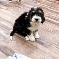 Rocky, a male Golden Mountain Doodle for sale in Exeter, MO – Photo 4 of 7