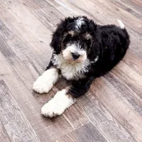 Rocky, a male Golden Mountain Doodle for sale in Exeter, MO – Photo 6 of 7