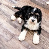 Rocky, a male Golden Mountain Doodle for sale in Exeter, MO – Photo 1 of 7