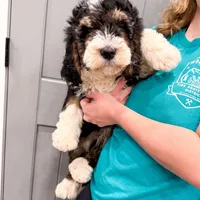 Rocky, a male Golden Mountain Doodle for sale in Exeter, MO – Photo 3 of 7
