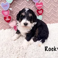 Rocky, a male Golden Mountain Doodle for sale in Exeter, MO – Photo 7 of 7