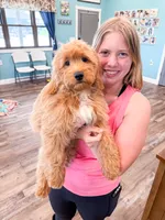 Demi , a female Miniature Goldendoodle for sale in Exeter, MO – 4 of 4