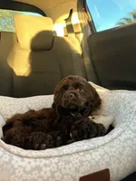 processed/c6de2610-cabb-4a21-b945-dff2f15626d2/facility/c5cecafd-ac9f-4e85-96b8-8e9ee1b44d10