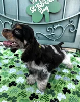 Charlie , a male Cocker Spaniel for sale in Porterville, CA – Photo 3 of 5