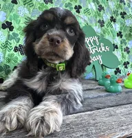 Charlie , a male Cocker Spaniel for sale in Porterville, CA – Photo 5 of 5