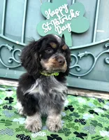 Charlie , a male Cocker Spaniel for sale in Porterville, CA – Photo 2 of 5