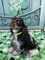 Charlie , a male Cocker Spaniel for sale in Porterville, CA – Photo 4 of 5