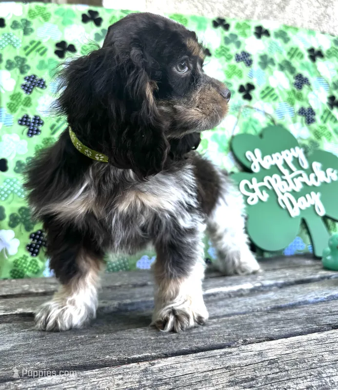 Charlie  – Cocker Spaniel puppy for sale in Porterville, CA