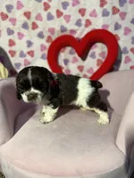 processed/c6de2610-cabb-4a21-b945-dff2f15626d2/listing/2db06a20-9cba-439e-989a-122b5ff86735/3a17890c-5fb1-464a-ae39-269ca107b326