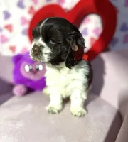 processed/c6de2610-cabb-4a21-b945-dff2f15626d2/listing/2db06a20-9cba-439e-989a-122b5ff86735/c4ef8ac2-93a0-43b8-a5b3-677db18f2247