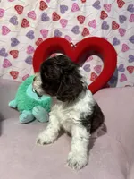 processed/c6de2610-cabb-4a21-b945-dff2f15626d2/listing/a2b0f91a-16a7-4ecb-9a5c-777f5b1a2f37/062eb03c-9ea3-4fbe-8250-759aa62f1396