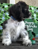 Milo , a male Cocker Spaniel for sale in Porterville, CA – Photo 2 of 4