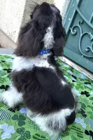 Milo , a male Cocker Spaniel for sale in Porterville, CA – Photo 4 of 4