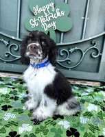 Milo , a male Cocker Spaniel for sale in Porterville, CA – Photo 1 of 4