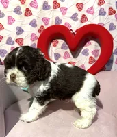 processed/c6de2610-cabb-4a21-b945-dff2f15626d2/listing/a2b0f91a-16a7-4ecb-9a5c-777f5b1a2f37/662afc56-7898-4456-a7dc-8637709275d3