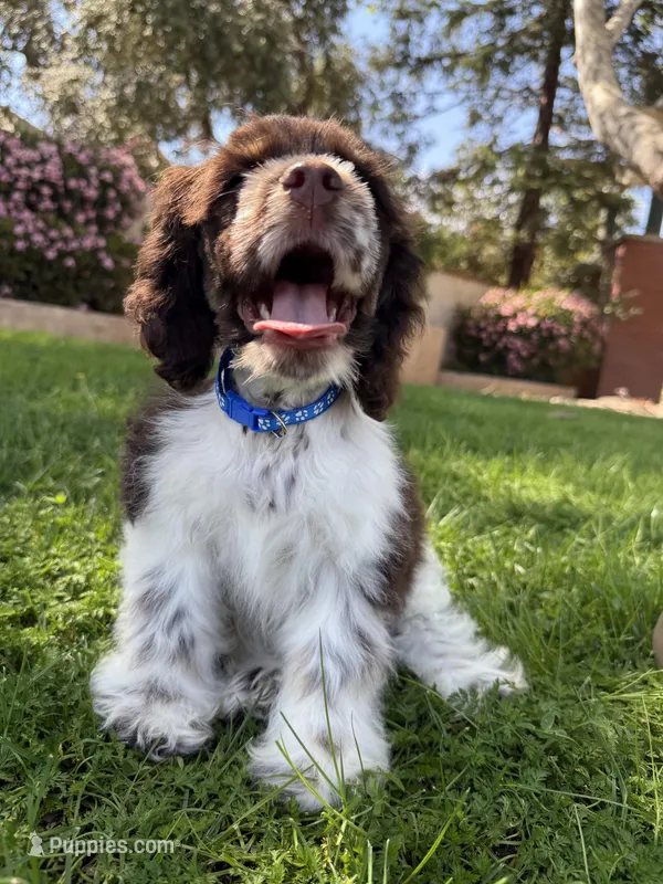 Milo  – Cocker Spaniel puppy for sale in Porterville, CA