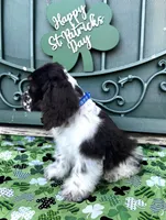 Milo , a male Cocker Spaniel for sale in Porterville, CA – Photo 3 of 4