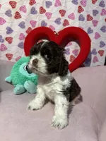 processed/c6de2610-cabb-4a21-b945-dff2f15626d2/listing/a2b0f91a-16a7-4ecb-9a5c-777f5b1a2f37/909a6553-9f04-4c17-8083-e1bac6dafb09