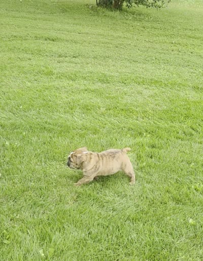Tuff-AKC, a male English Bulldog for sale in Orange City, IA – 7 of 10