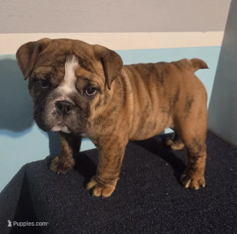 Tuff-AKC – English Bulldog puppy for sale in Orange City, IA