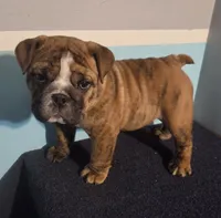 Tuff-AKC, a male English Bulldog for sale in Orange City, IA – 1 of 10