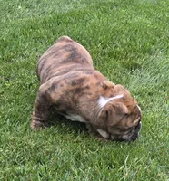Tuff-AKC, a male English Bulldog for sale in Orange City, IA – 6 of 10