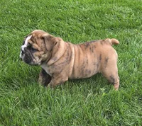 Tuff-AKC, a male English Bulldog for sale in Orange City, IA – 5 of 10