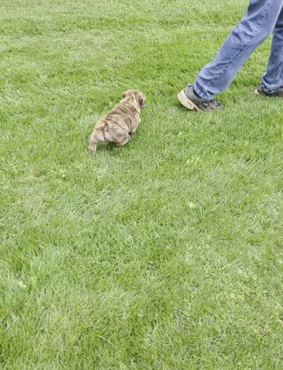 Tuff-AKC, a male English Bulldog for sale in Orange City, IA – 9 of 10
