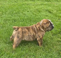Tuff-AKC, a male English Bulldog for sale in Orange City, IA – 2 of 10