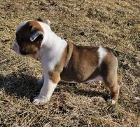 MINNIE-AKC, a female English Bulldog for sale in Orange City, IA – Photo 6 of 7
