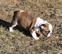 MINNIE-AKC, a female English Bulldog for sale in Orange City, IA – Photo 4 of 7