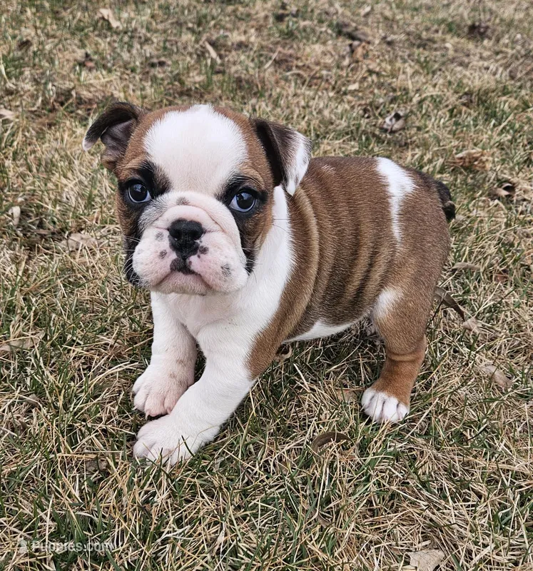 MINNIE-AKC – English Bulldog puppy for sale in Orange City, IA