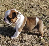 MINNIE-AKC, a female English Bulldog for sale in Orange City, IA – Photo 5 of 7