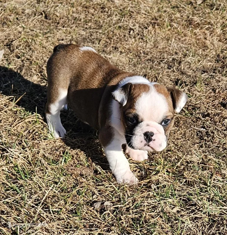 MINNIE-AKC – English Bulldog puppy for sale in Orange City, IA