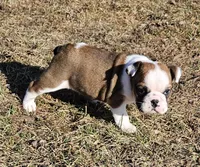 MINNIE-AKC, a female English Bulldog for sale in Orange City, IA – Photo 3 of 7