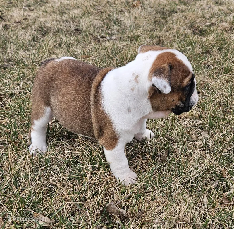 MINNIE-AKC – English Bulldog puppy for sale in Orange City, IA