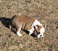 MINNIE-AKC, a female English Bulldog for sale in Orange City, IA – Photo 2 of 7