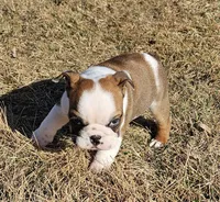 MINNIE-AKC, a female English Bulldog for sale in Orange City, IA – Photo 7 of 7