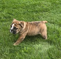 Tuff-AKC, a male English Bulldog for sale in Orange City, IA – 4 of 10
