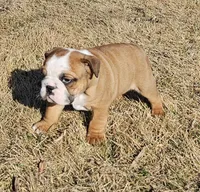 MOOSE-AKC, a male English Bulldog for sale in Orange City, IA – Photo 3 of 8