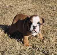 MOOSE-AKC, a male English Bulldog for sale in Orange City, IA – Photo 6 of 8