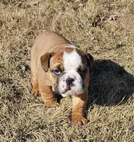 MOOSE-AKC, a male English Bulldog for sale in Orange City, IA – Photo 2 of 8